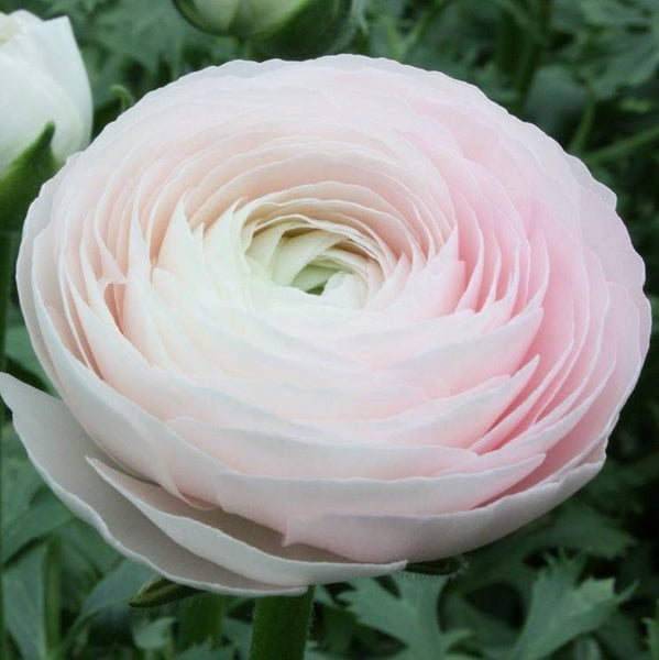 Violet Ranunculus Corms Bulbs Persian Buttercup Growing Bonsai Roots Rhizomes Tubers Potted Planting Reblooming Fragrant Garden Species Blooms Flower Seeds Plant Gardening