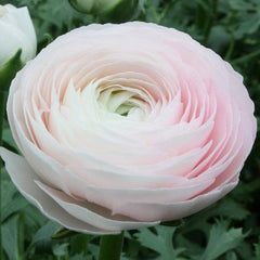 Violet Ranunculus Corms Bulbs Persian Buttercup Growing Bonsai Roots Rhizomes Tubers Potted Planting Reblooming Fragrant Garden Species Blooms Flower Seeds Plant Gardening