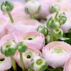 Violet Ranunculus Corms Bulbs Persian Buttercup Growing Bonsai Roots Rhizomes Tubers Potted Planting Reblooming Fragrant Garden Species Blooms Flower Seeds Plant Gardening