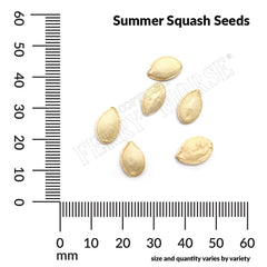 Squash, Fordhook Zucchini Organic Seeds, 5.3g
