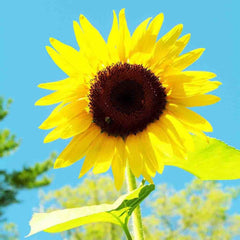 Sunflower, American Giant Hybrid Seeds, 1.8g