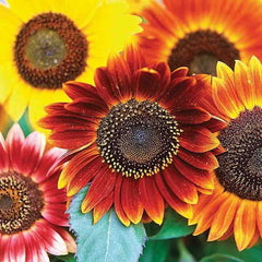Sunflower, Autumn Beauty Mixed Colors Seeds, 1.3g