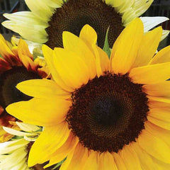 Sunflower, Mixed Colors Seeds, 1.8g