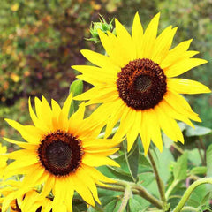 Sunflower, Skyscraper Seeds, 5.3g