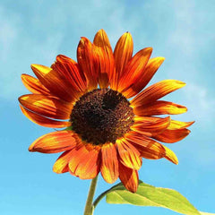 Sunflower, Velvet Queen Seeds, 1.1g