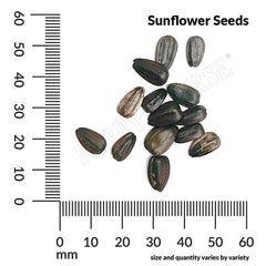 Sunflower, Cutting Gold Seeds, 1.1g