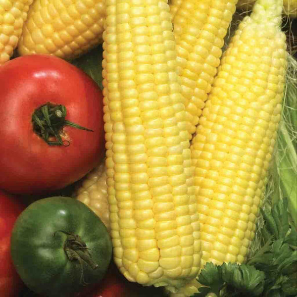 Sweet Corn, Early Golden Bantam Seeds, 17.5g