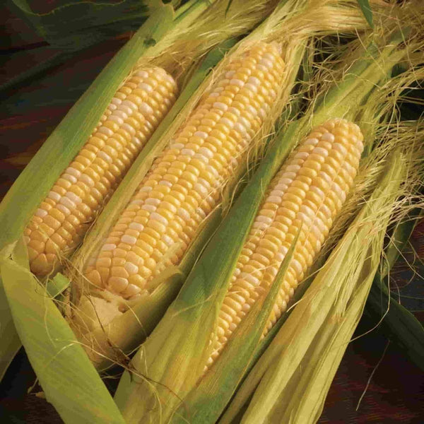 Sweet Corn, Peaches & Cream Hybrid Seeds, 14.9g