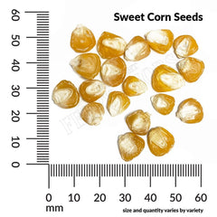 Sweet Corn, Early Golden Bantam Seeds, 17.5g