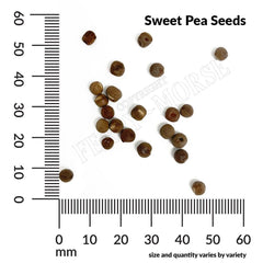 Sweet Pea, Early Flowering Mixed Colors Seeds, 3.9g