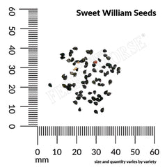 Sweet William, Tall Double Mixed Colors Seeds, 700mg