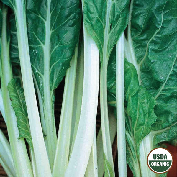 Swiss Chard, Fordhook Giant Organic Seeds, 1.6g