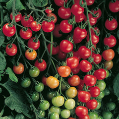 Supersweet 100 F1 - Seedsplant