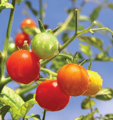 Gardener’s Delight - Seedsplant