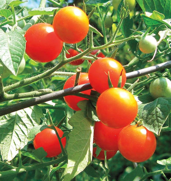 Gardener’s Delight