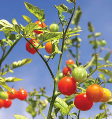 Gardener’s Delight - Seedsplant
