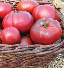 Black Krim Organic - Seedsplant