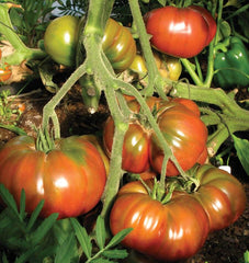 Black Krim Organic - Seedsplant
