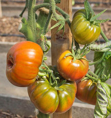 Black Krim Organic - Seedsplant