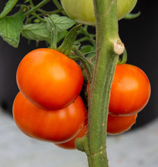 Old German Organic - Seedsplant