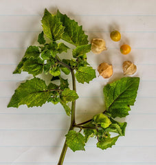 Aunt Molly's Ground Cherry - Seedsplant