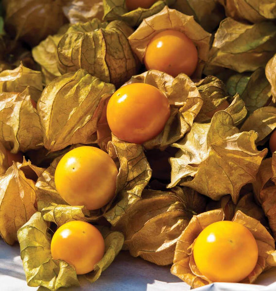Aunt Molly's Ground Cherry