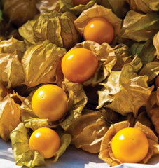 Aunt Molly's Ground Cherry - Seedsplant