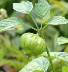 Toma Verde - Seedsplant