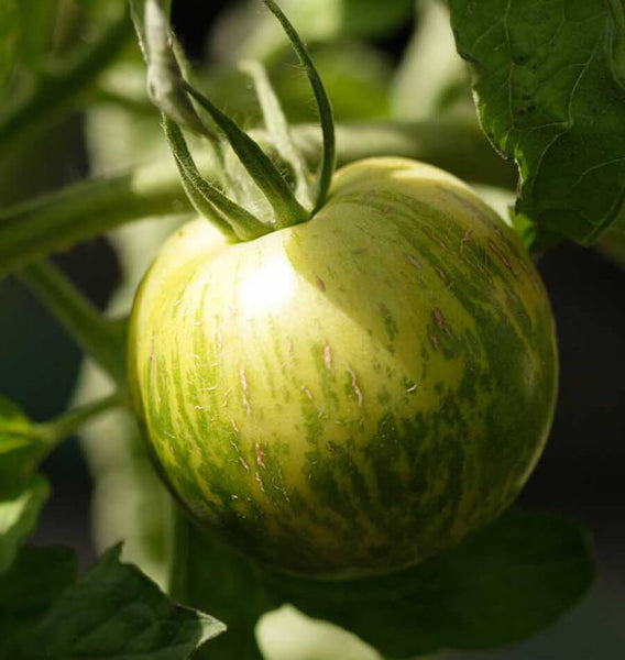 Green Zebra Organic