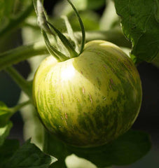 Green Zebra Organic - Seedsplant