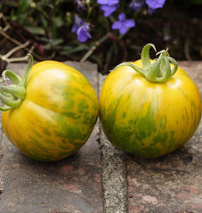 Green Zebra Organic - Seedsplant