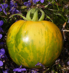 Green Zebra Organic - Seedsplant