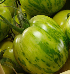 Green Zebra Organic - Seedsplant