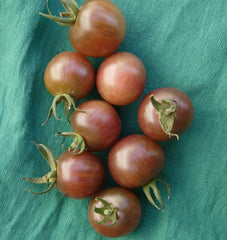 Black Cherry - Seedsplant