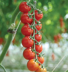 Sakura Organic - Seedsplant