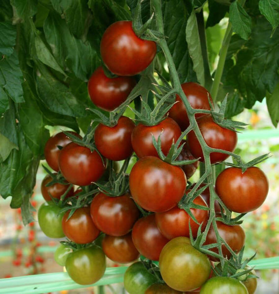 Heat-Tolerant & Disease-ResistantSunchocola Cherry Tomato