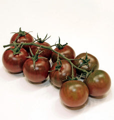 Sunchocola Cherry Tomato - Seedsplant