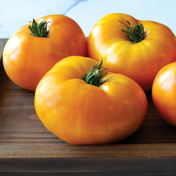 Orange Brandywine Tomato