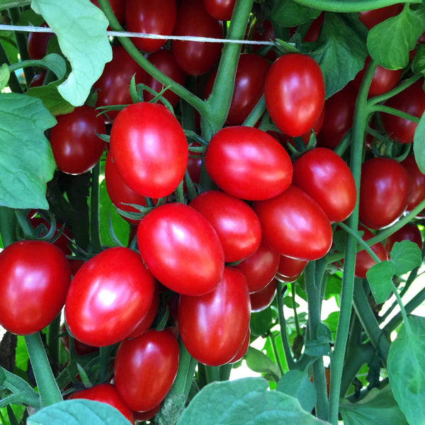 Ruby Crush Tomato