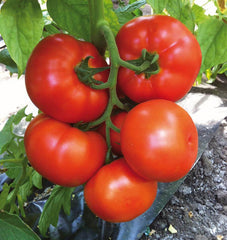 Caiman Organic - Seedsplant