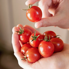 Artemis Tomato
