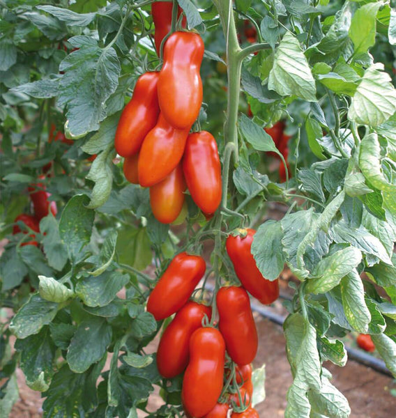 Pozzano Organic