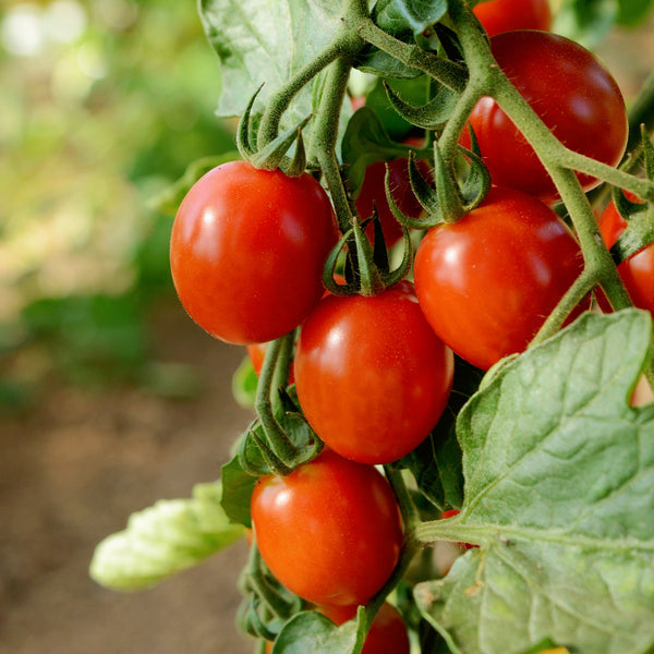 Sakura Tomato
