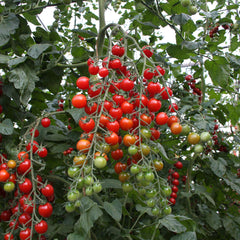 Bartelly Tomato