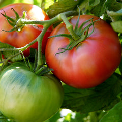 Damsel Tomato