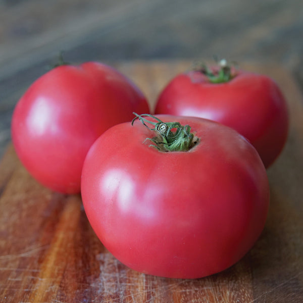 Damsel Tomato