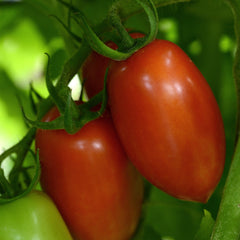 Heirloom Marriage Marzinera Tomato