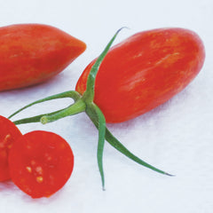 Prairie Fire Organic - Seedsplant