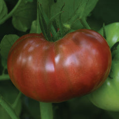 Heirloom Marriage Cherokee Carbon Tomato