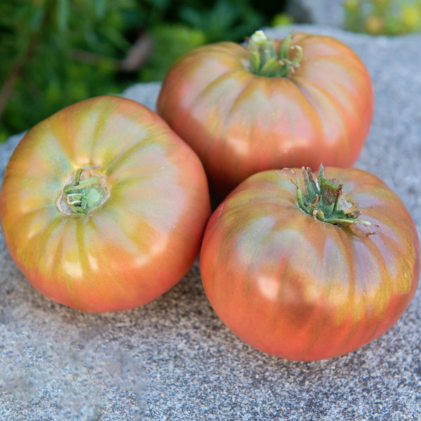 Heirloom Marriage Cherokee Carbon Tomato
